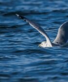 Exploring the Top Bird-Watching Locations in the World