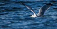 Exploring the Top Bird-Watching Locations in the World