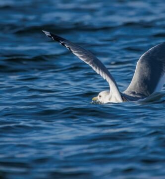 Exploring the Top Bird-Watching Locations in the World