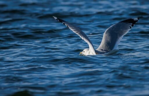 Exploring the Top Bird-Watching Locations in the World