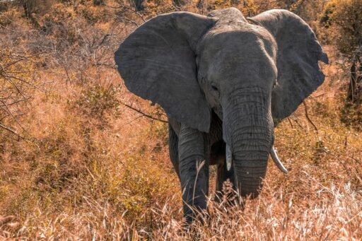 Affordable Wildlife Safaris in Africa: Experience the Wild on a Budget
