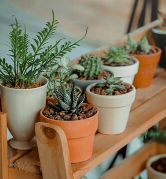Top 10 Indoor Plants that Improves the Air Quality
