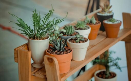 Top 10 Indoor Plants that Improves the Air Quality