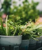 Starting a Vertical Garden in the Small Urban Spaces