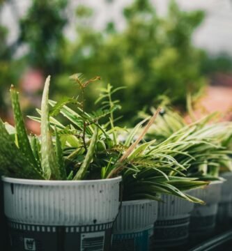Starting a Vertical Garden in the Small Urban Spaces