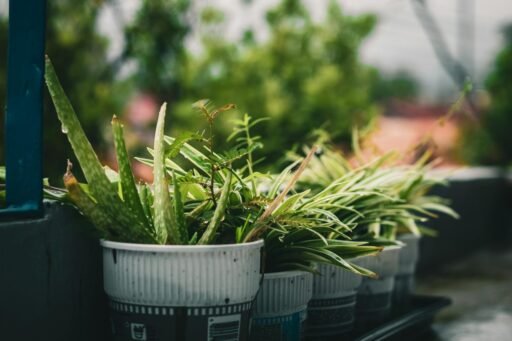 Starting a Vertical Garden in the Small Urban Spaces