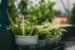 Starting a Vertical Garden in the Small Urban Spaces