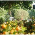 Top 10 Organic Gardening Tips for Urban Spaces in 2025